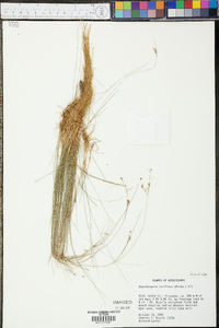 Rhynchospora rariflora image