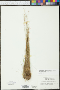 Rhynchospora rariflora image