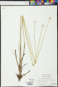 Eriocaulon decangulare image