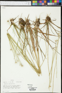 Eriocaulon decangulare image