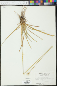 Eriocaulon decangulare image