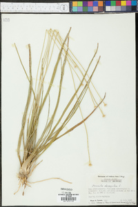 Eriocaulon decangulare image