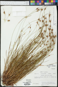 Scleria pauciflora image