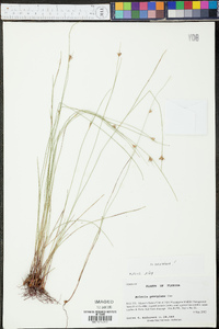 Scleria georgiana image