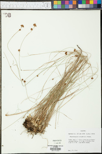 Rhynchospora rariflora image