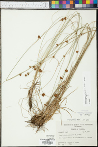 Rhynchospora wrightiana image