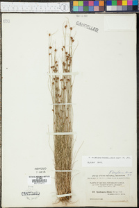 Rhynchospora wrightiana image