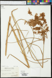 Scirpus cyperinus var. rubricosus image