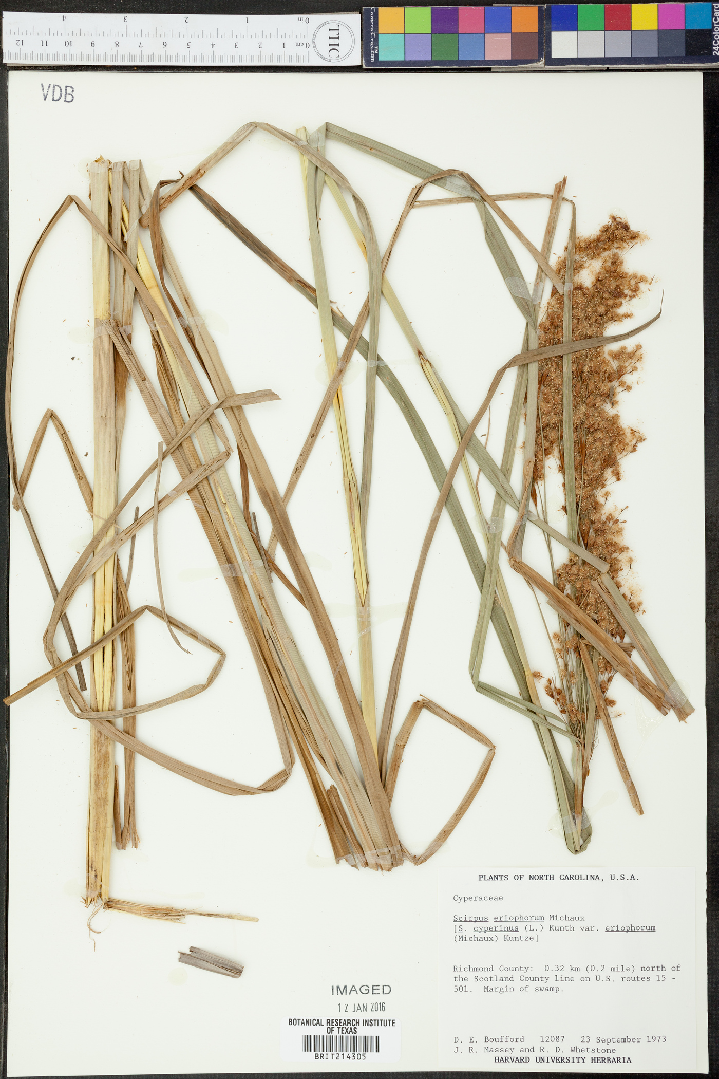 Scirpus eriophorum image