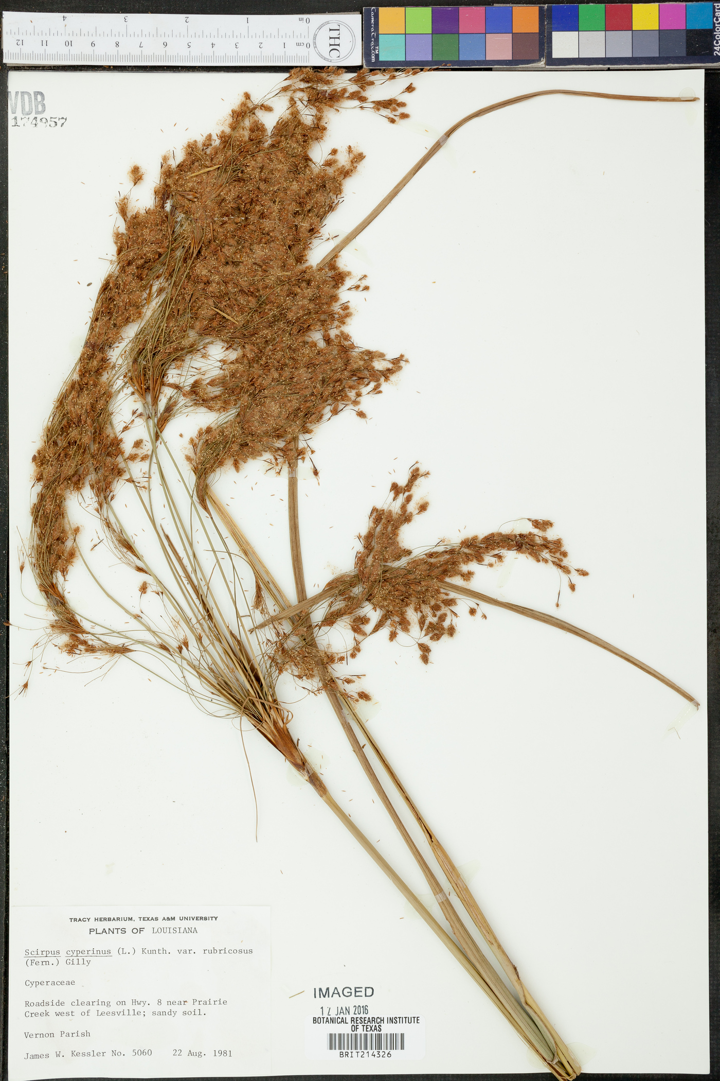 Scirpus cyperinus var. rubricosus image