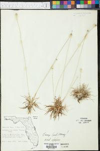 Lachnocaulon anceps image