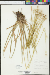 Eriocaulon decangulare image