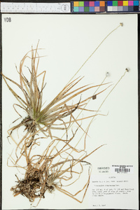 Eriocaulon compressum image