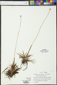 Eriocaulon compressum image