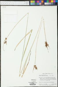 Scleria triglomerata image