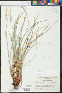 Scleria triglomerata image