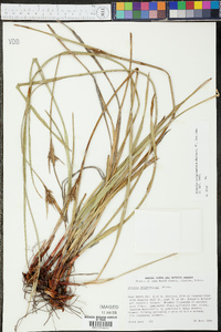 Scleria triglomerata image