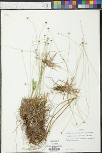 Lachnocaulon anceps image