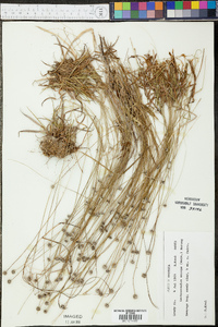 Lachnocaulon anceps image