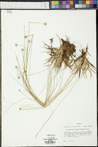 Lachnocaulon anceps image