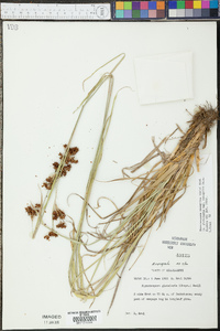 Rhynchospora recognita image