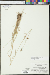 Rhynchospora recognita image