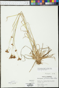 Rhynchospora recognita image