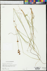 Rhynchospora recognita image