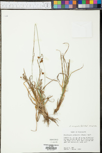 Rhynchospora recognita image