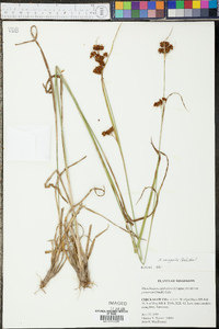 Rhynchospora recognita image