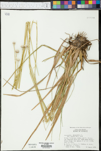 Eriocaulon decangulare image