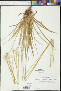 Eriocaulon decangulare image