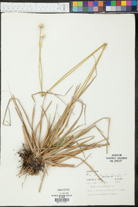 Eriocaulon decangulare image
