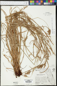 Scleria reticularis image