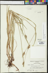 Scleria reticularis image