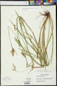 Scleria reticularis image