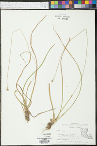 Eriocaulon decangulare image