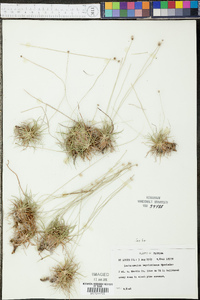 Lachnocaulon beyrichianum image