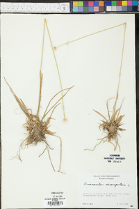 Eriocaulon decangulare image