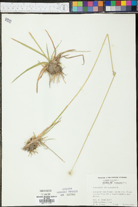 Eriocaulon decangulare image