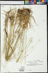 Eriocaulon decangulare image