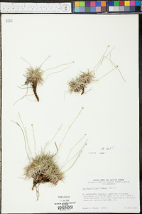 Lachnocaulon beyrichianum image