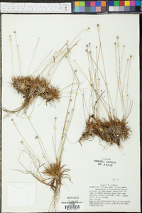 Lachnocaulon beyrichianum image