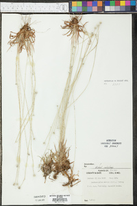 Lachnocaulon anceps image