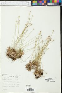 Lachnocaulon anceps image