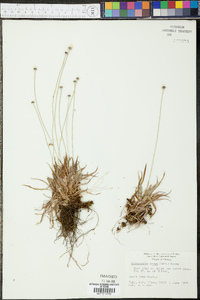 Lachnocaulon anceps image