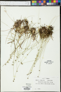 Lachnocaulon anceps image