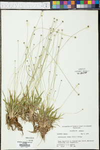 Lachnocaulon anceps image