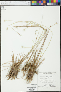 Eriocaulon decangulare image