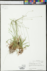 Lachnocaulon anceps image